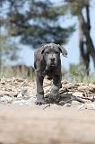 CANE CORSO 476